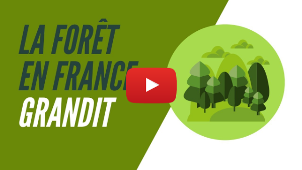 La forêt en France métropolitaine grandit